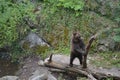 Bears in castle of ÃÅeskÃÂ½ Krumlov